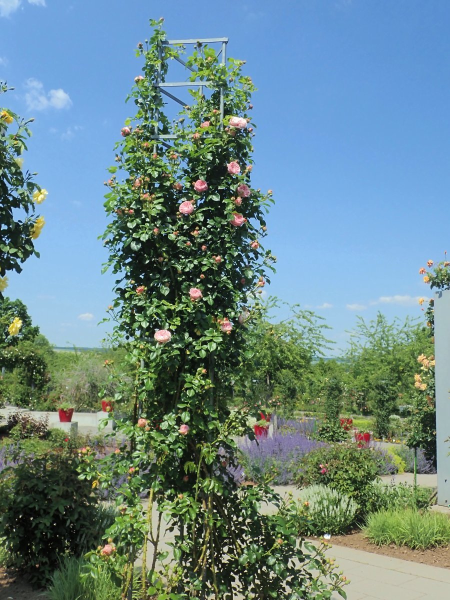 Роза Джардина плетистая - фото 2