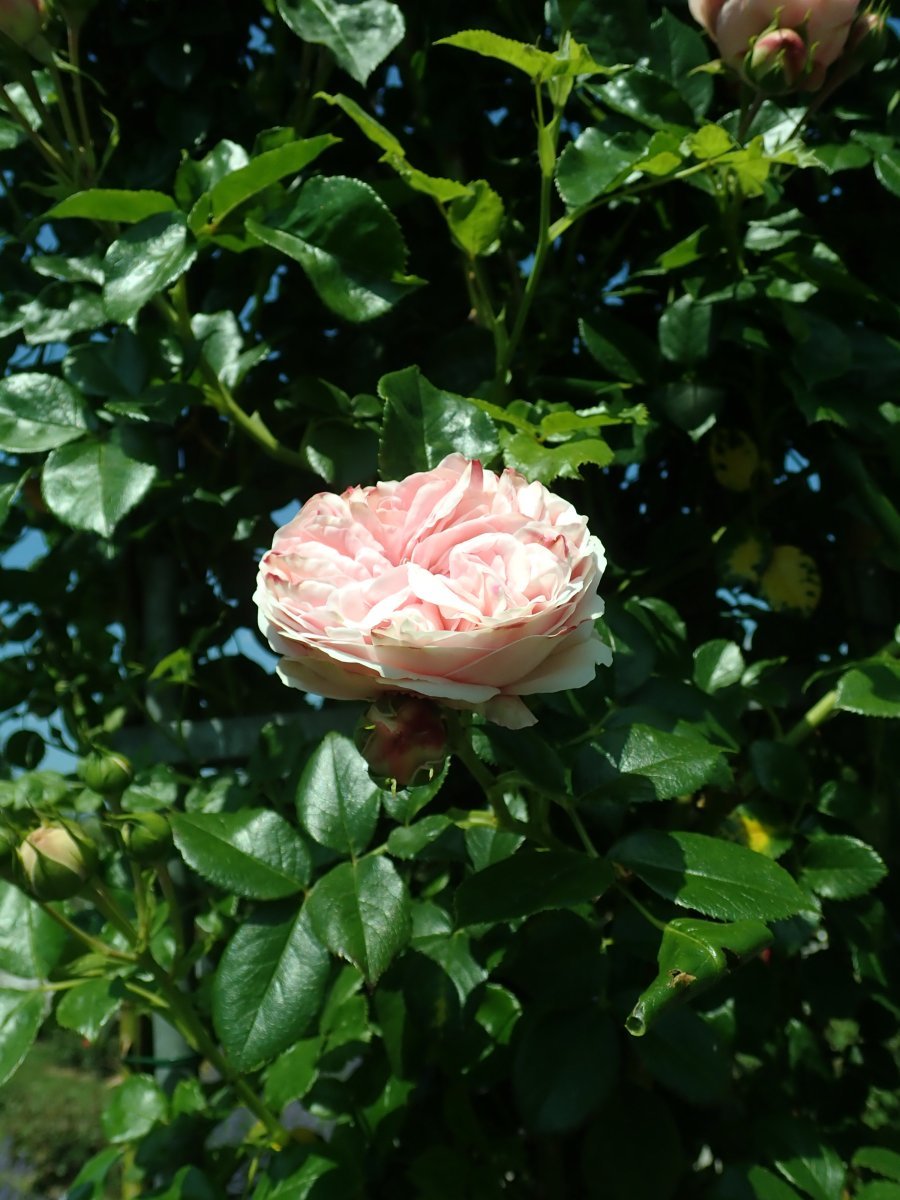 Роза Джардина плетистая - фото 4