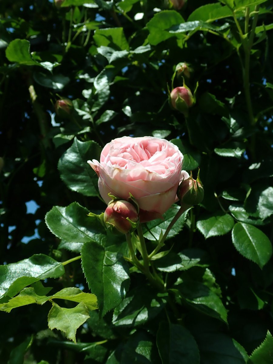 Роза Джардина плетистая - фото 6