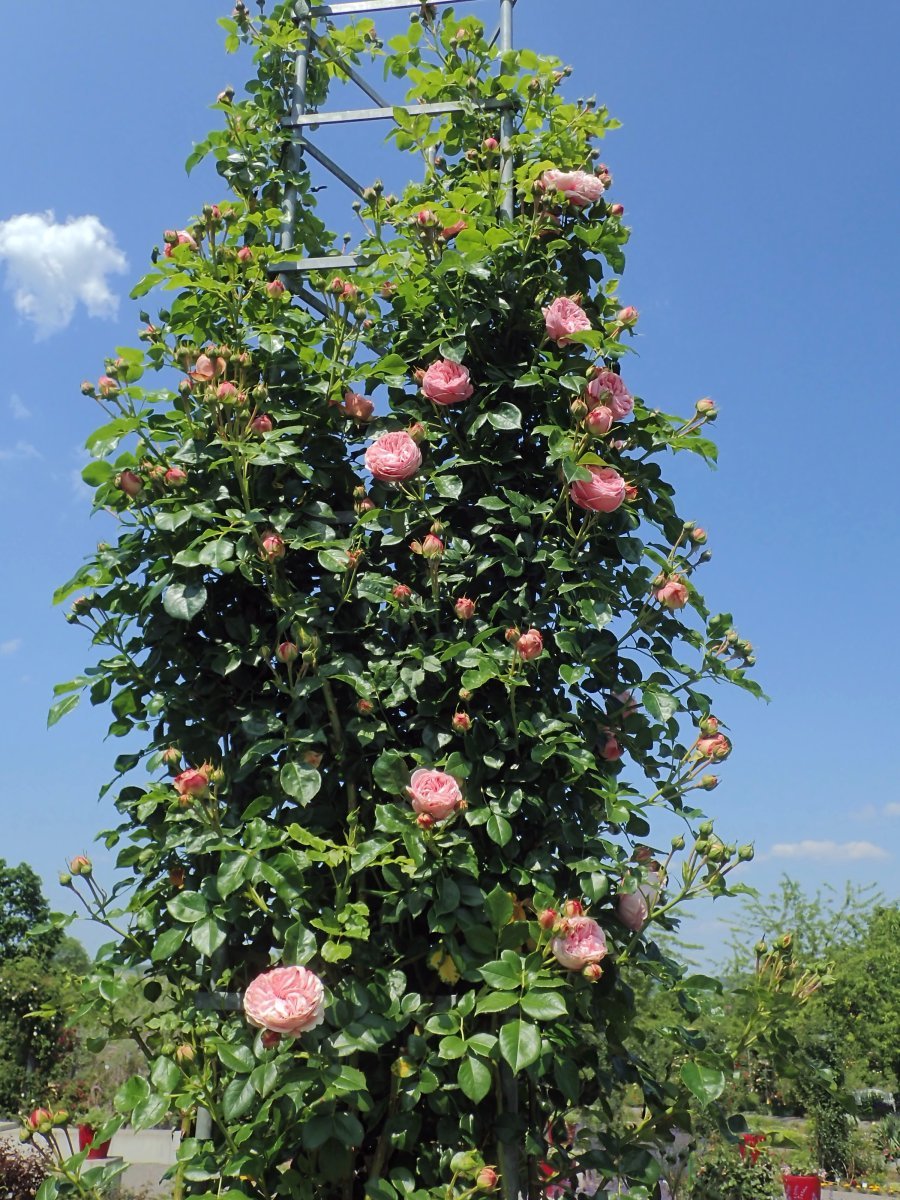 Роза Джардина плетистая - фото 3