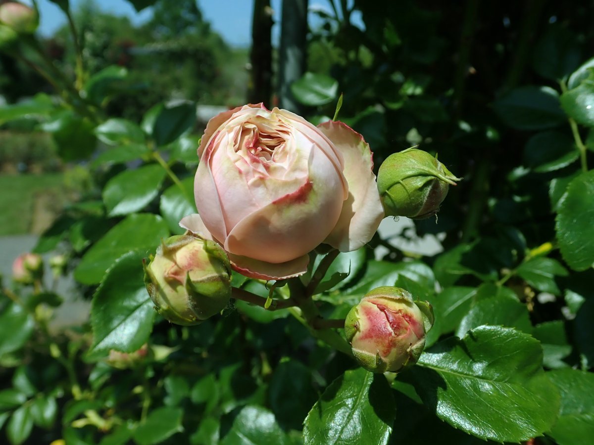 Роза Джардина плетистая - фото 7