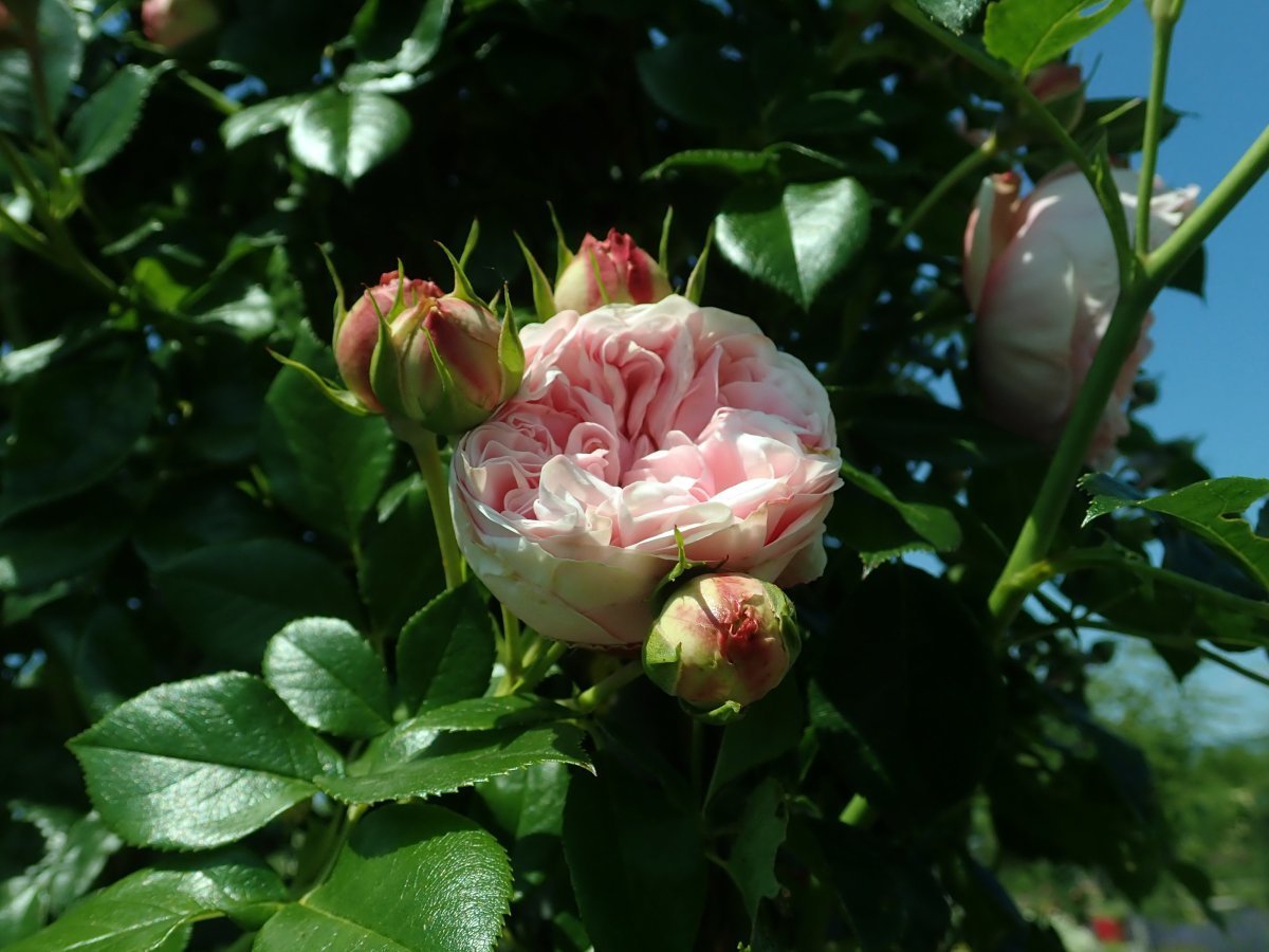 Роза Джардина плетистая - фото 5