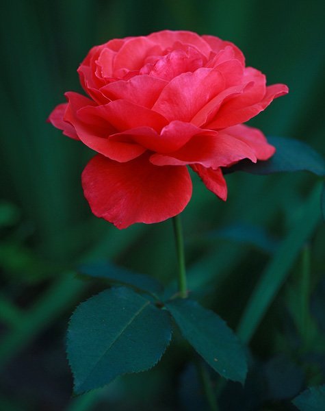 Роза Дуфтвольке - фото 8