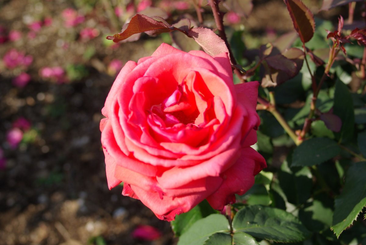 Роза Дуфтвольке