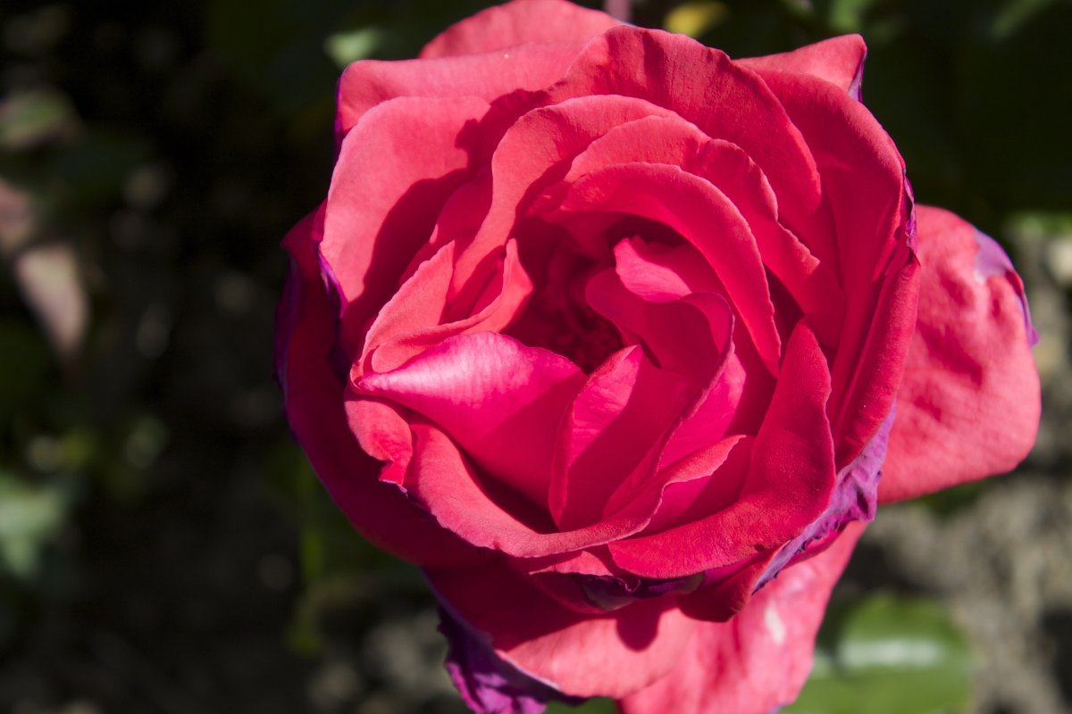 Роза Дуфтвольке - фото 2