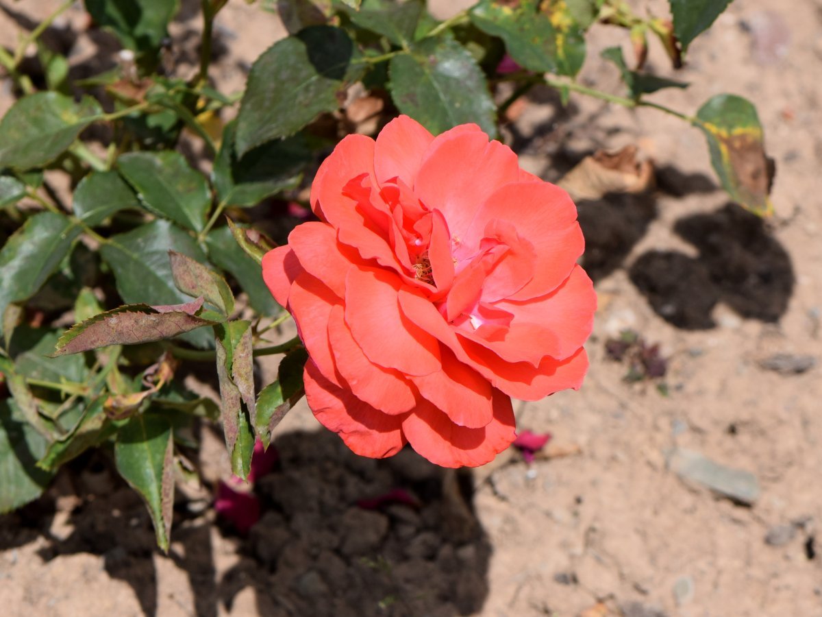 Роза Дуфтвольке - фото 9