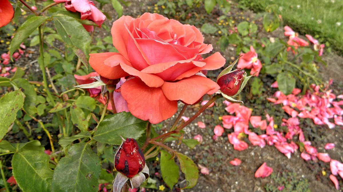 Роза Дуфтвольке - фото 7