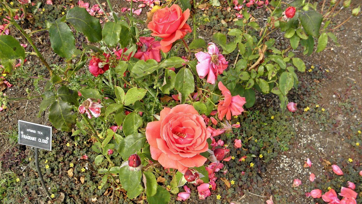 Роза Дуфтвольке - фото 3