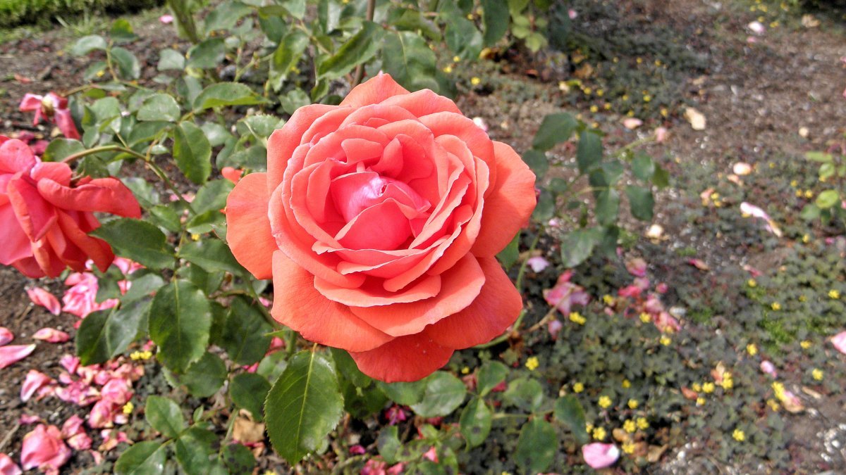 Роза Дуфтвольке - фото 5