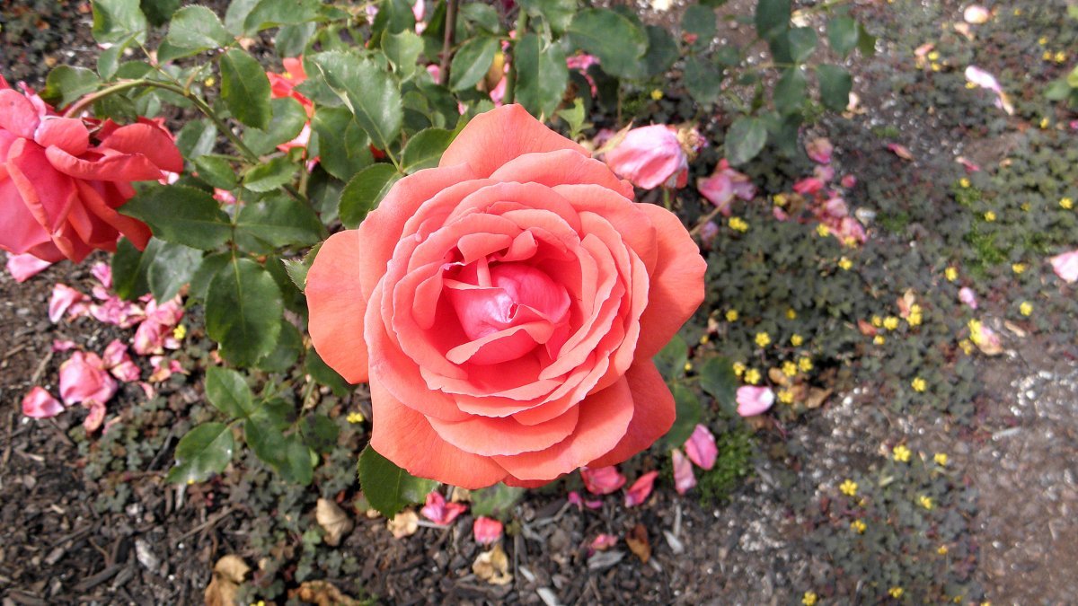 Роза Дуфтвольке - фото 4