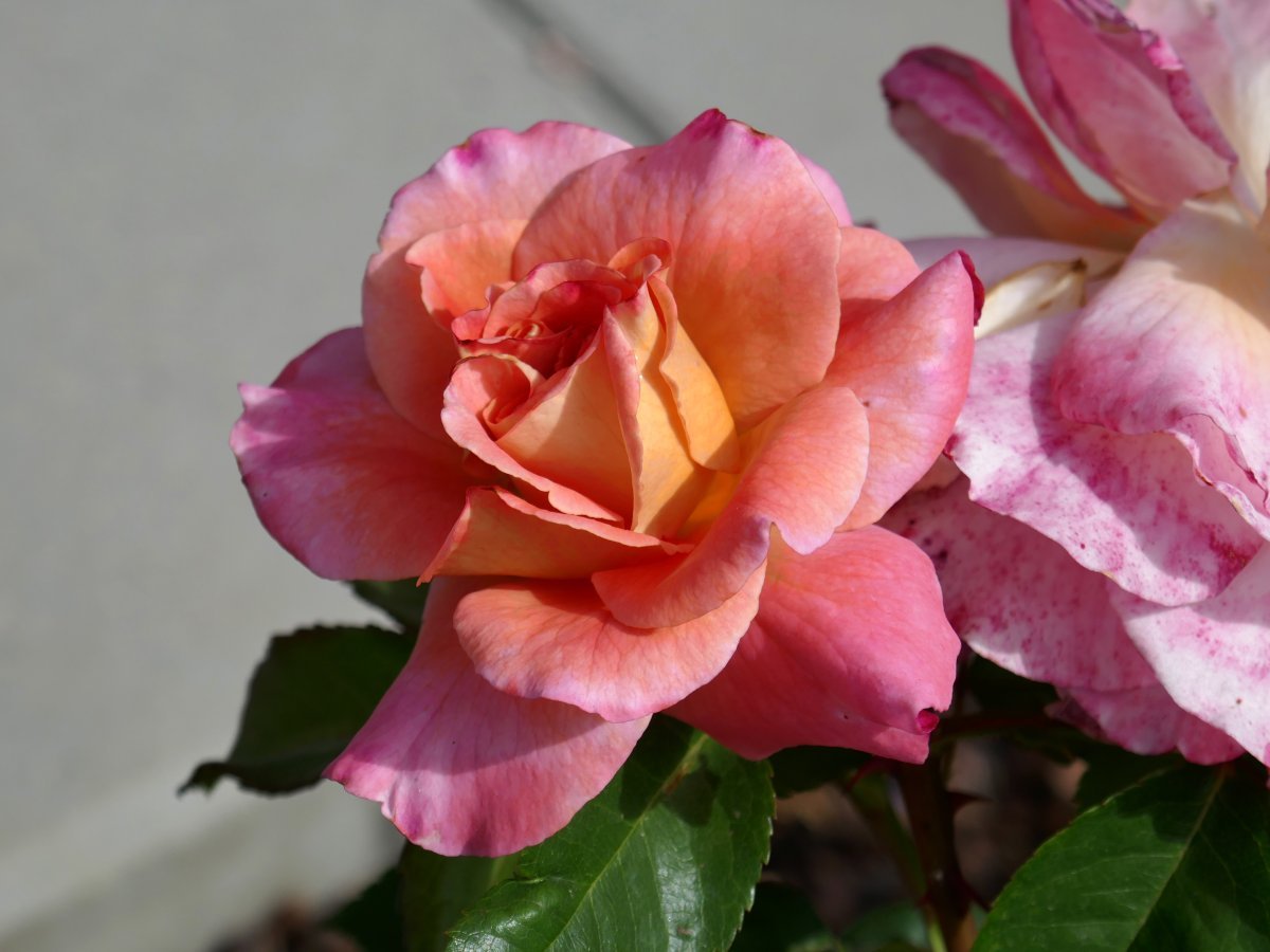 Роза Августа Луиза чайно-гибридная - фото 9