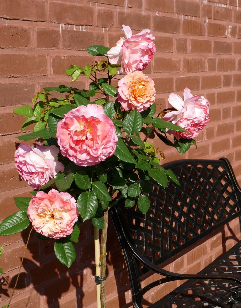 Роза Августа Луиза чайно-гибридная - фото 10