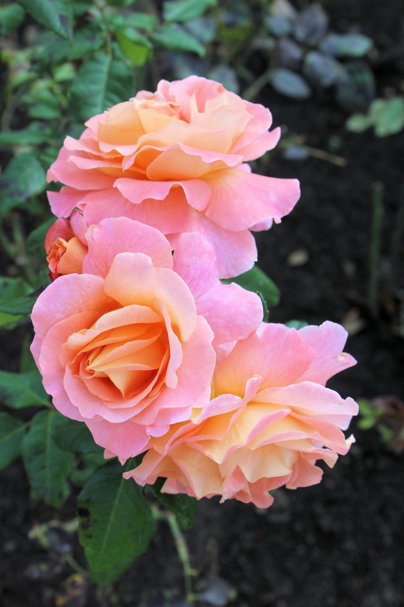 Роза Августа Луиза чайно-гибридная