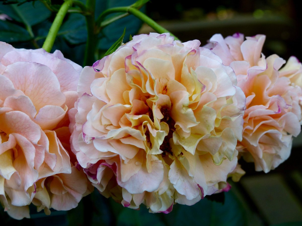 Роза Августа Луиза чайно-гибридная - фото 5