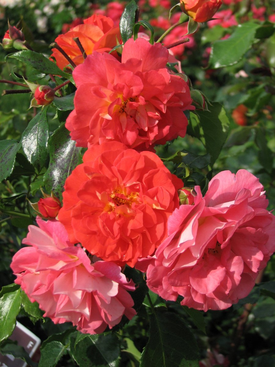 Роза почвопокровная Фейри Тейл - фото 7