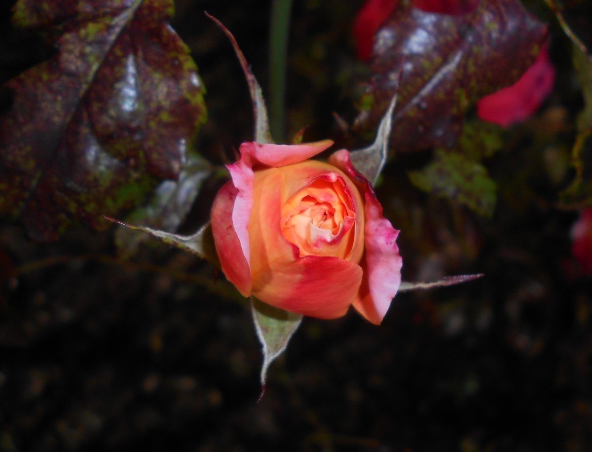 Роза почвопокровная Фейри Тейл - фото 8