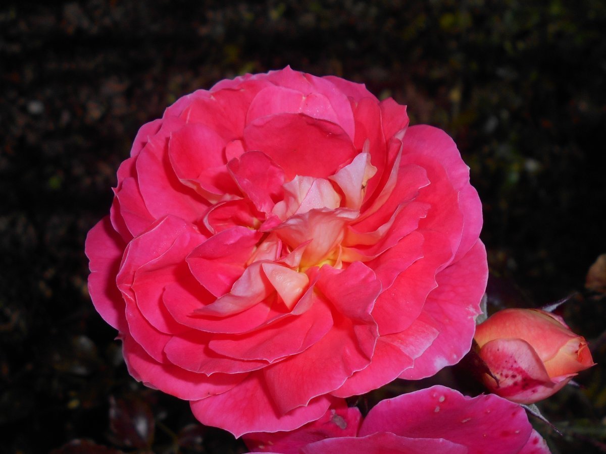 Роза почвопокровная Фейри Тейл - фото 10