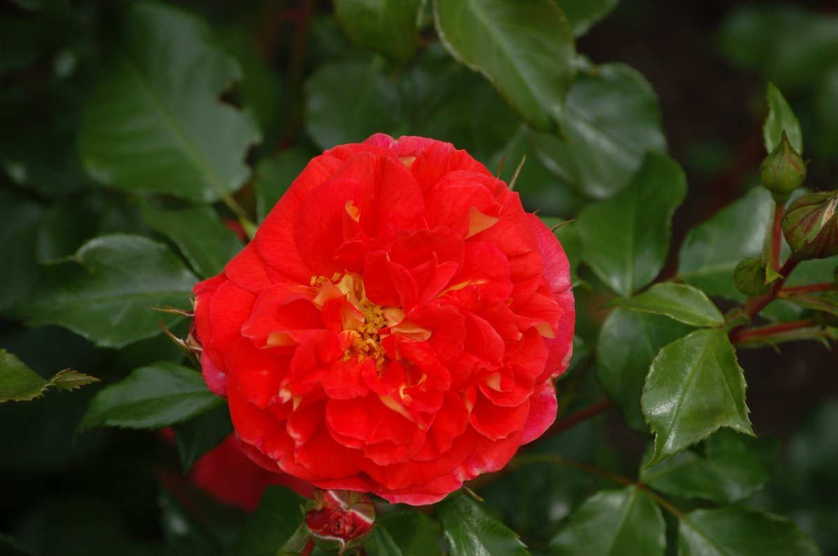 Роза почвопокровная Фейри Тейл - фото 2