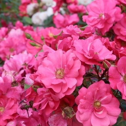 Роза почвопокровная Фейри Тейл