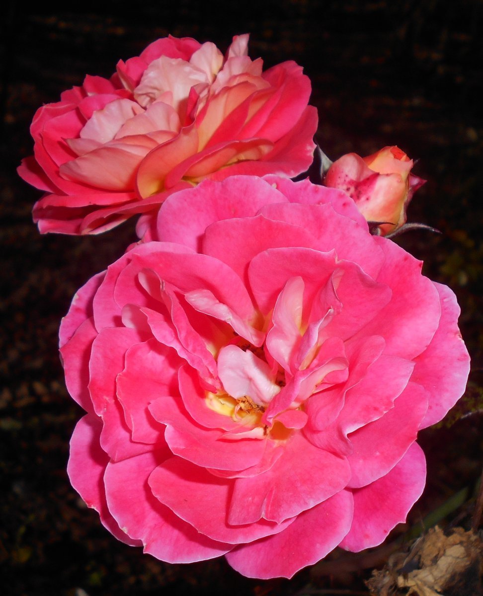 Роза почвопокровная Фейри Тейл - фото 9