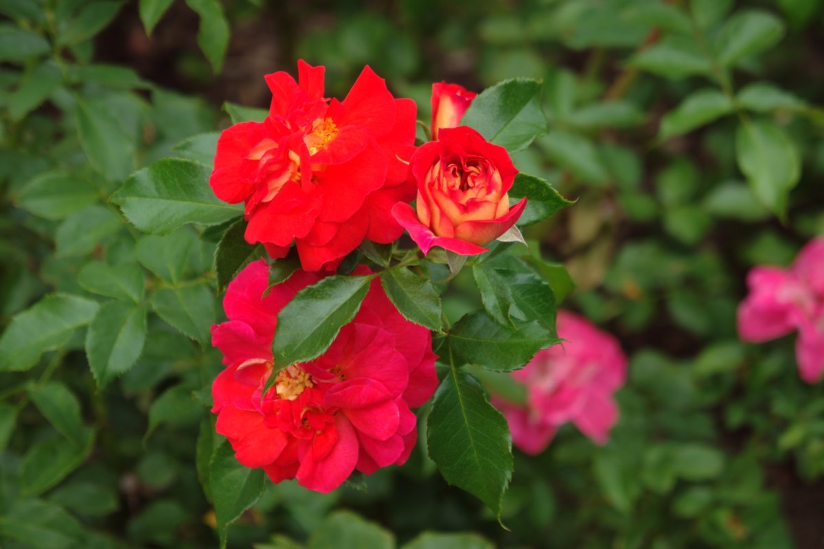 Роза почвопокровная Фейри Тейл - фото 4