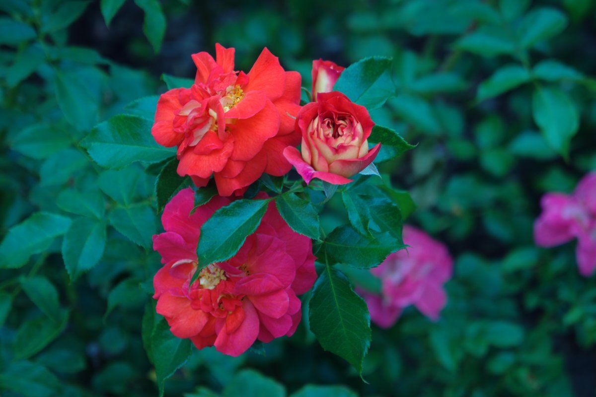 Роза почвопокровная Фейри Тейл - фото 3