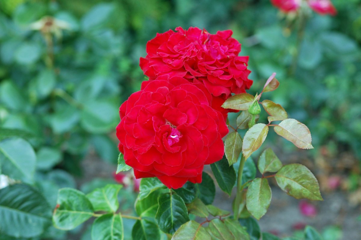 Роза Гельмут Коль Роуз чайно-гибридная - фото 2