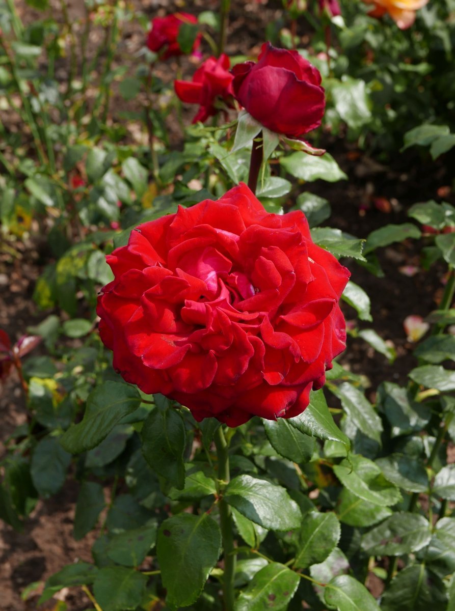 Роза Гельмут Коль Роуз чайно-гибридная - фото 4