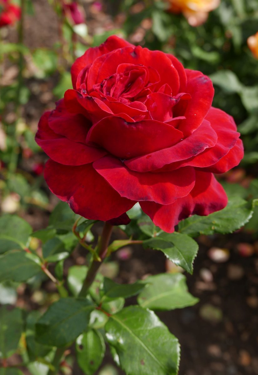 Роза Гельмут Коль Роуз чайно-гибридная - фото 3