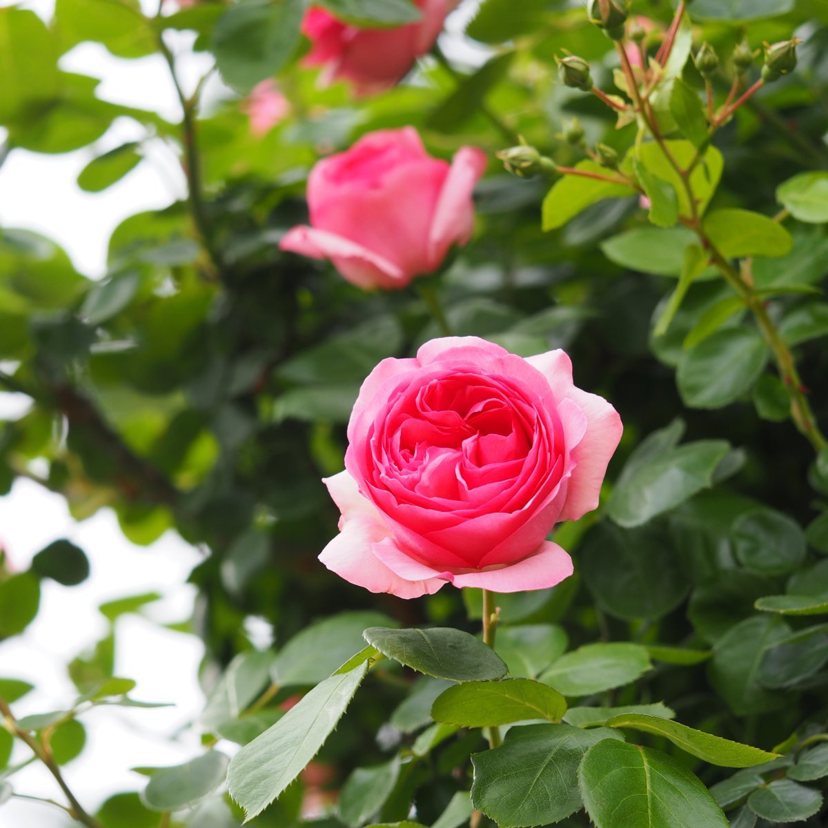 Роза Хистори чайно-гибридная - фото 3