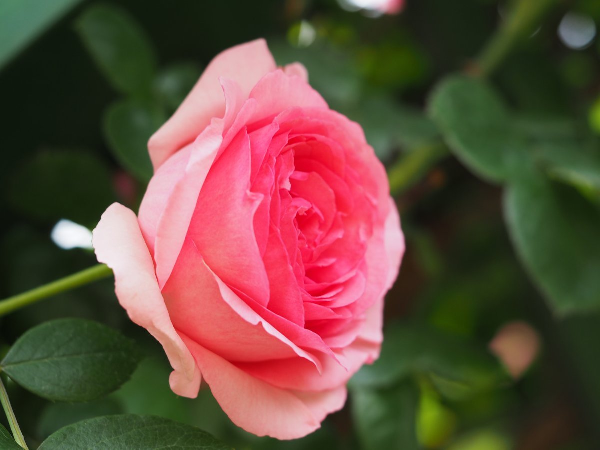 Роза Хистори чайно-гибридная - фото 2