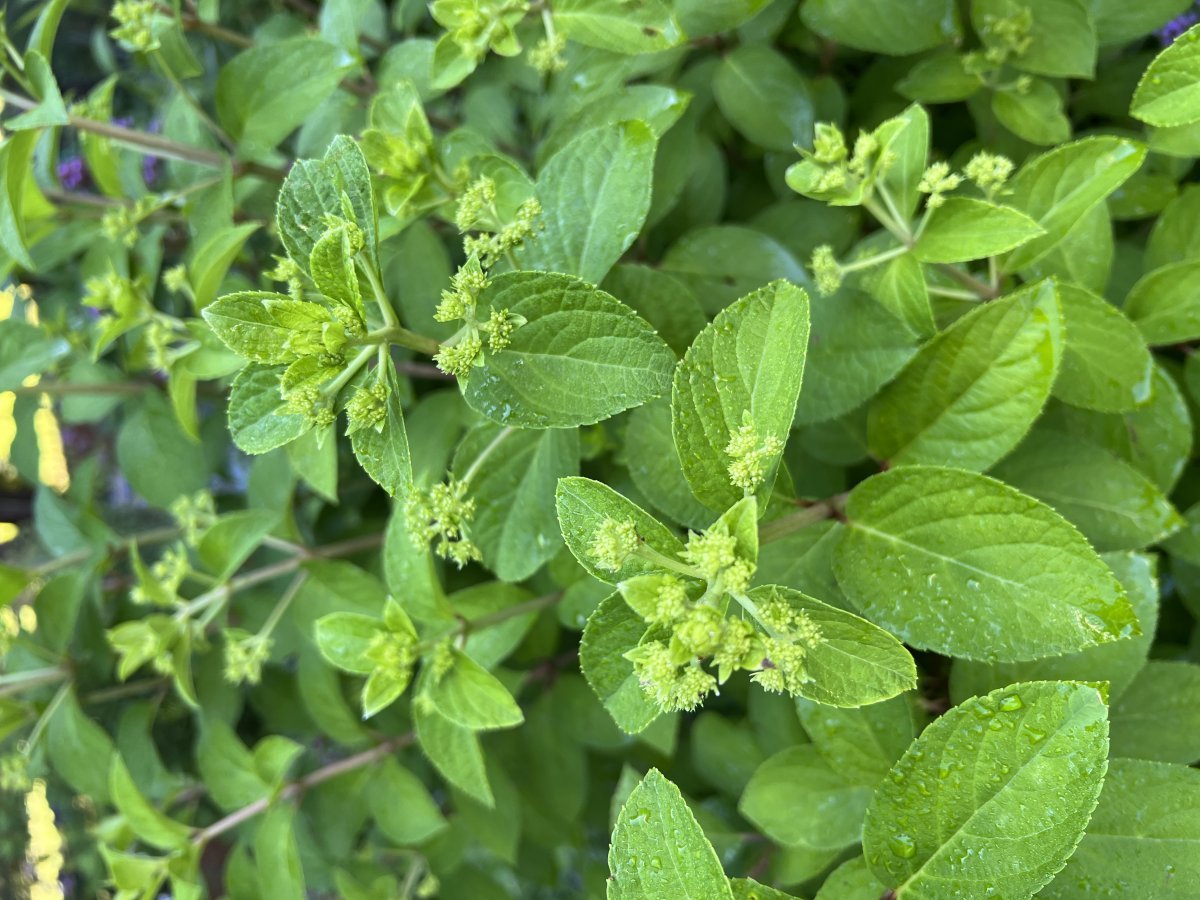 Гортензия Бобо метельчатая - фото 3