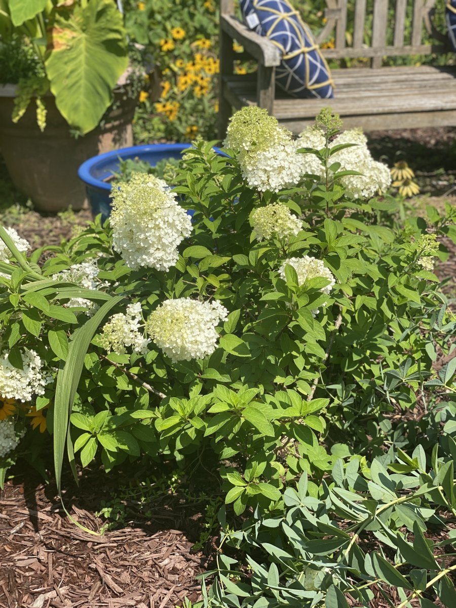 Гортензия Бобо метельчатая