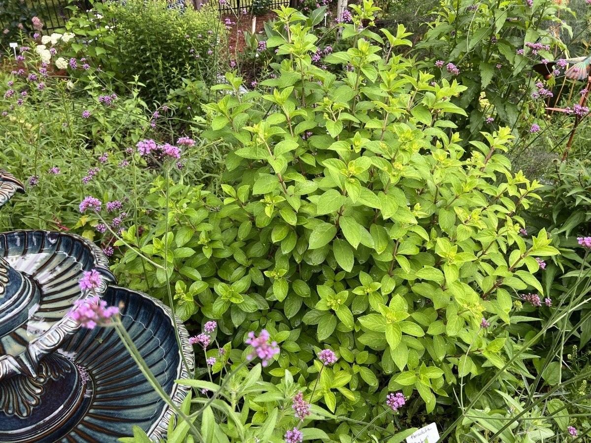 Гортензия Бобо метельчатая - фото 2