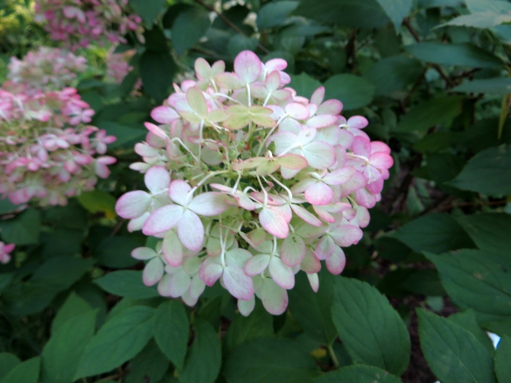 Гортензия Лаймлайт метельчатая - фото 5