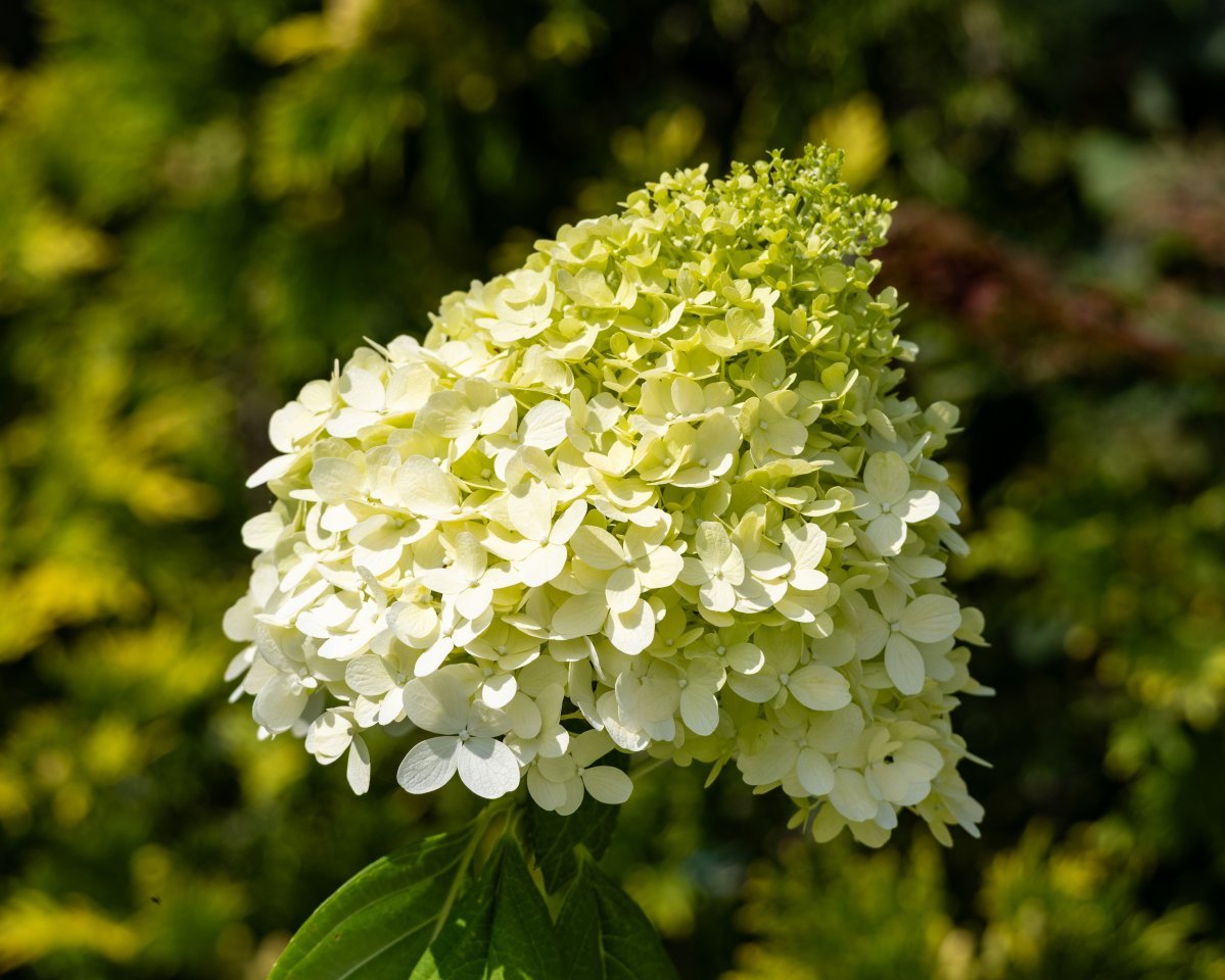 Гортензия Лаймлайт метельчатая - фото 2