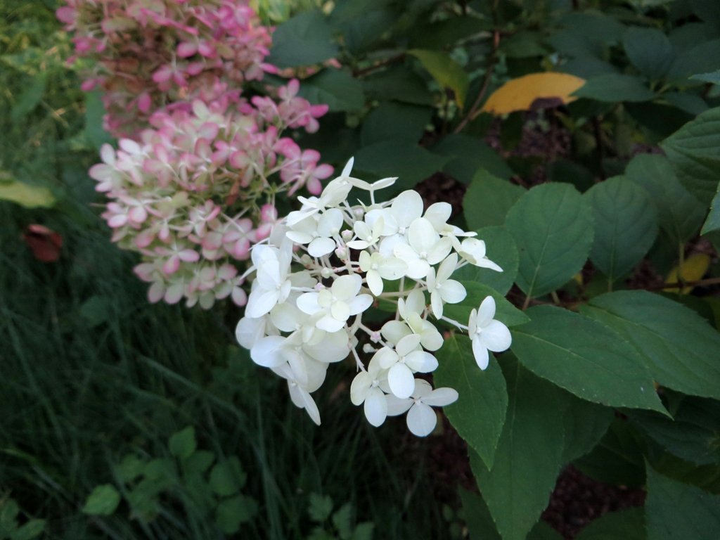 Гортензия Лаймлайт метельчатая - фото 4