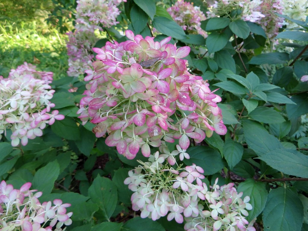 Гортензия Лаймлайт метельчатая - фото 3