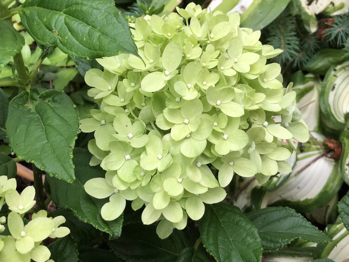 Гортензия Литл Лайм метельчатая - фото 3