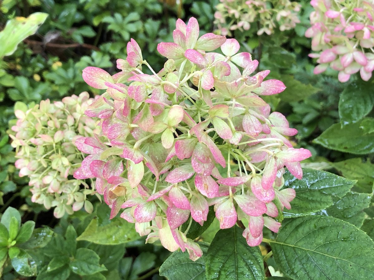 Гортензия Литл Лайм метельчатая - фото 8