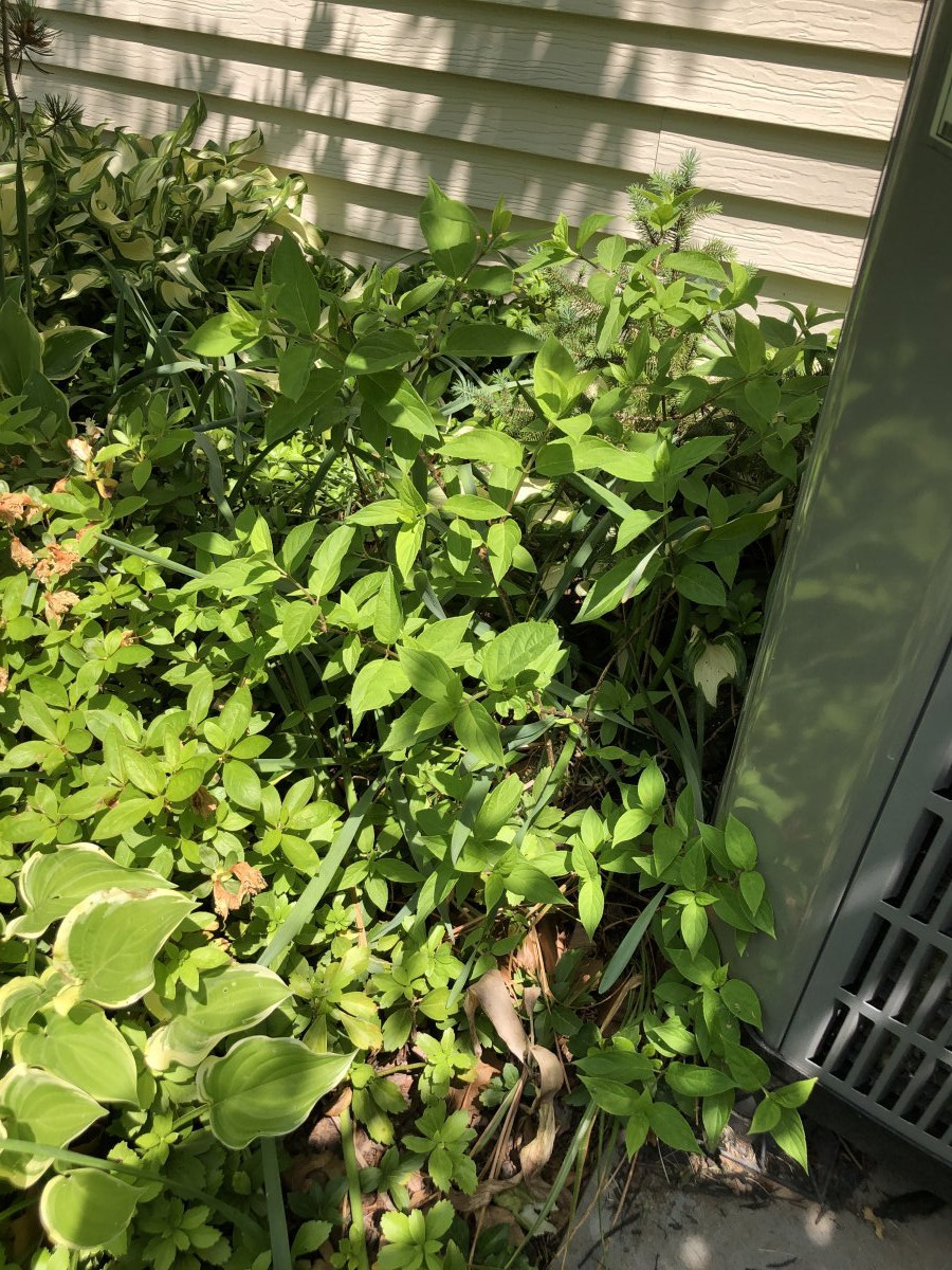 Гортензия Литл Лайм метельчатая - фото 9