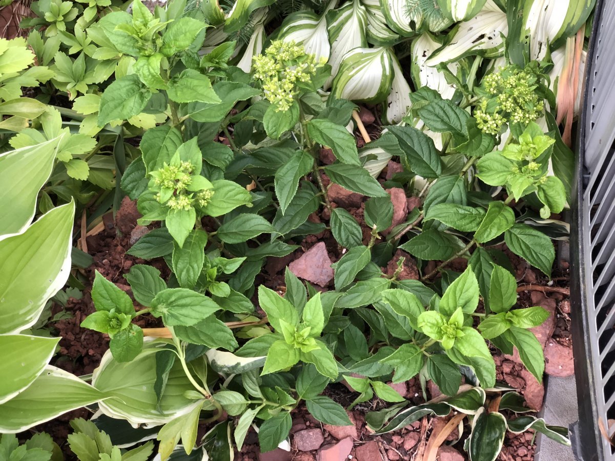 Гортензия Литл Лайм метельчатая - фото 2