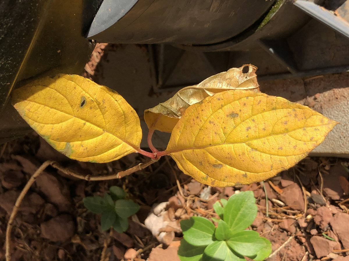 Гортензия Литл Лайм метельчатая - фото 5