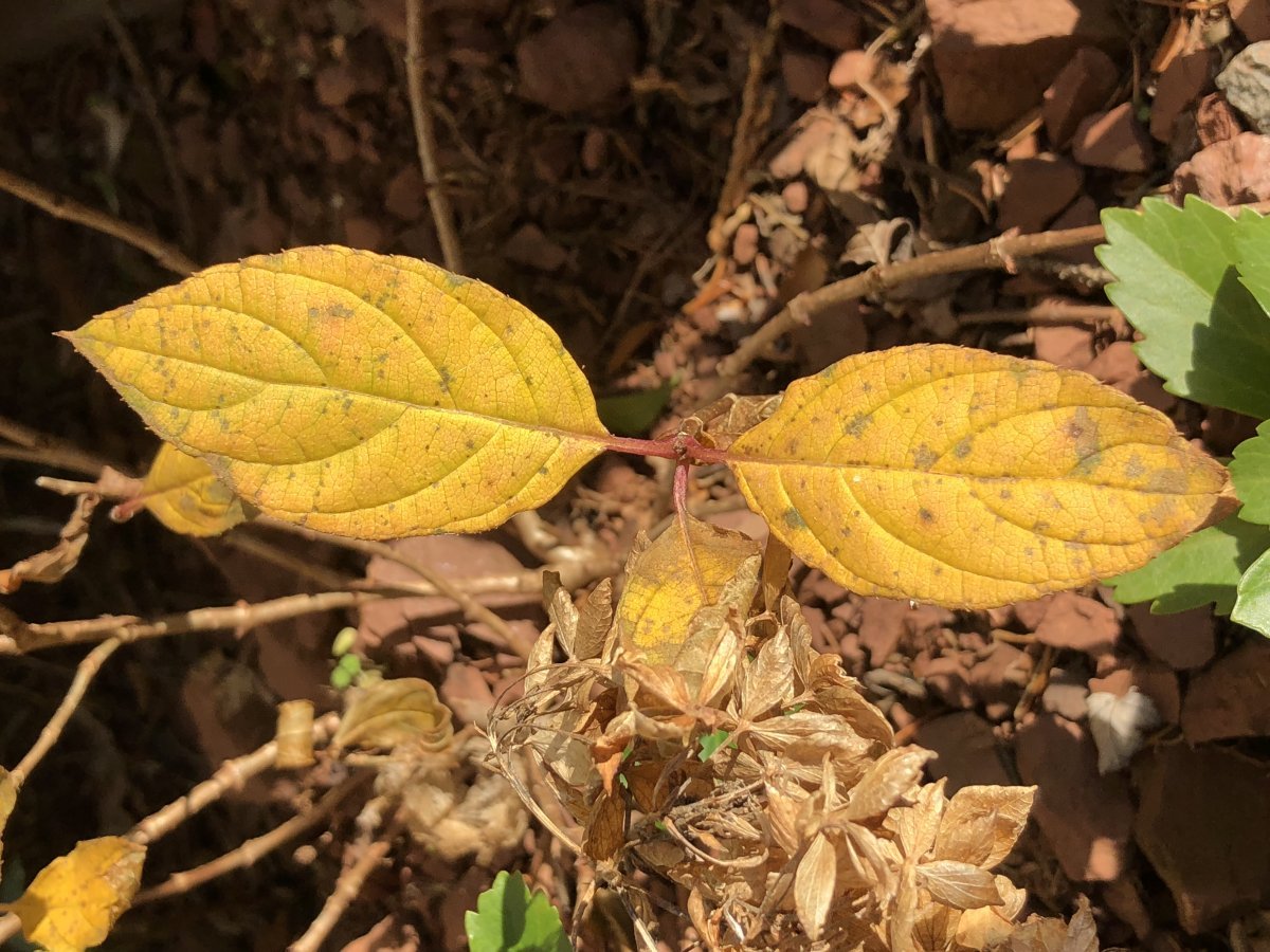 Гортензия Литл Лайм метельчатая - фото 6