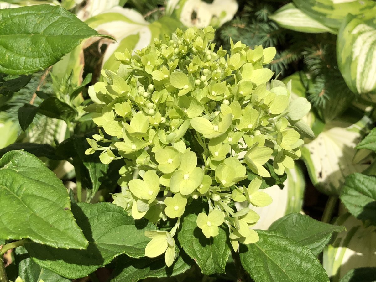 Гортензия Литл Лайм метельчатая