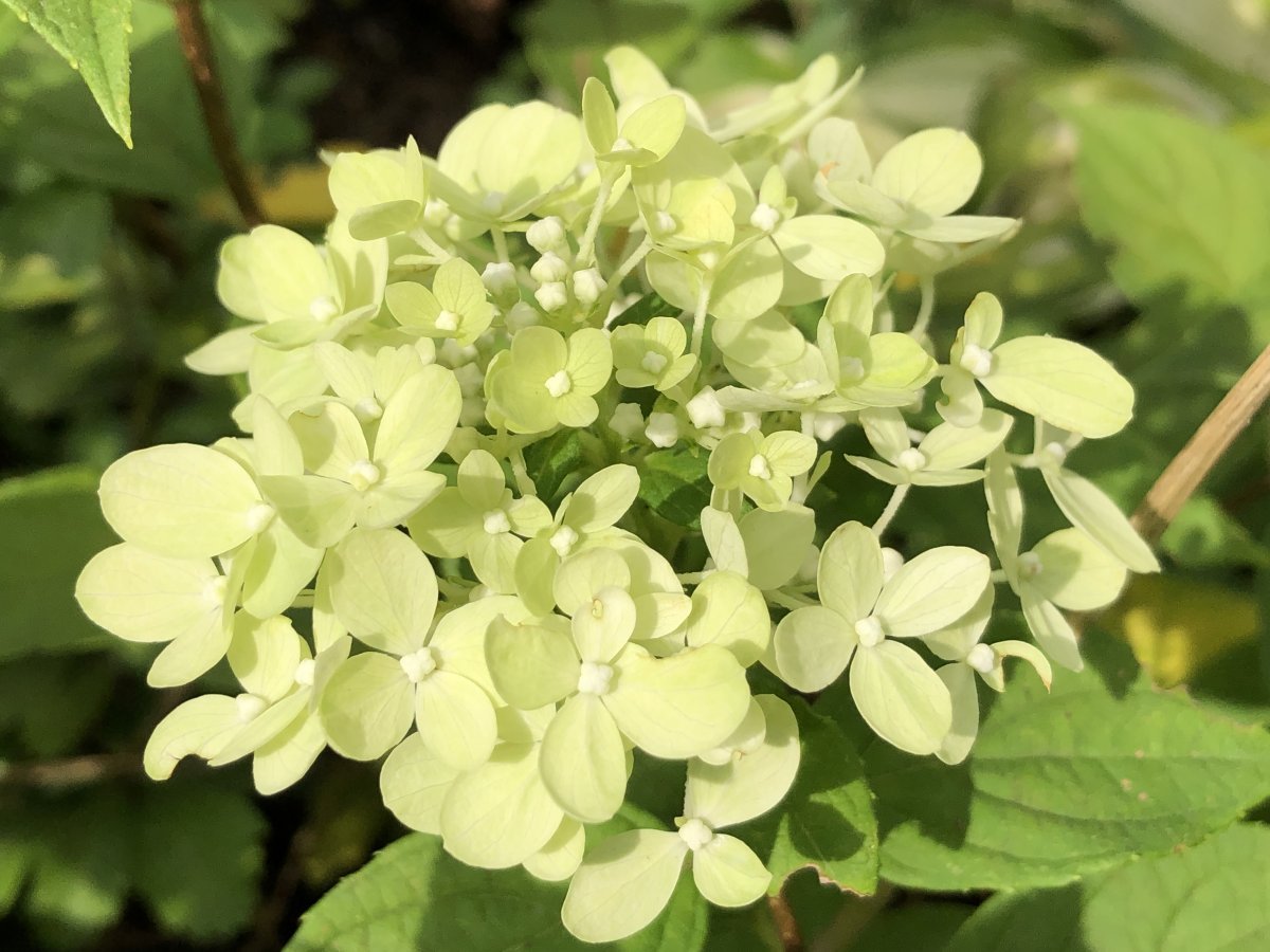 Гортензия Литл Лайм метельчатая - фото 7
