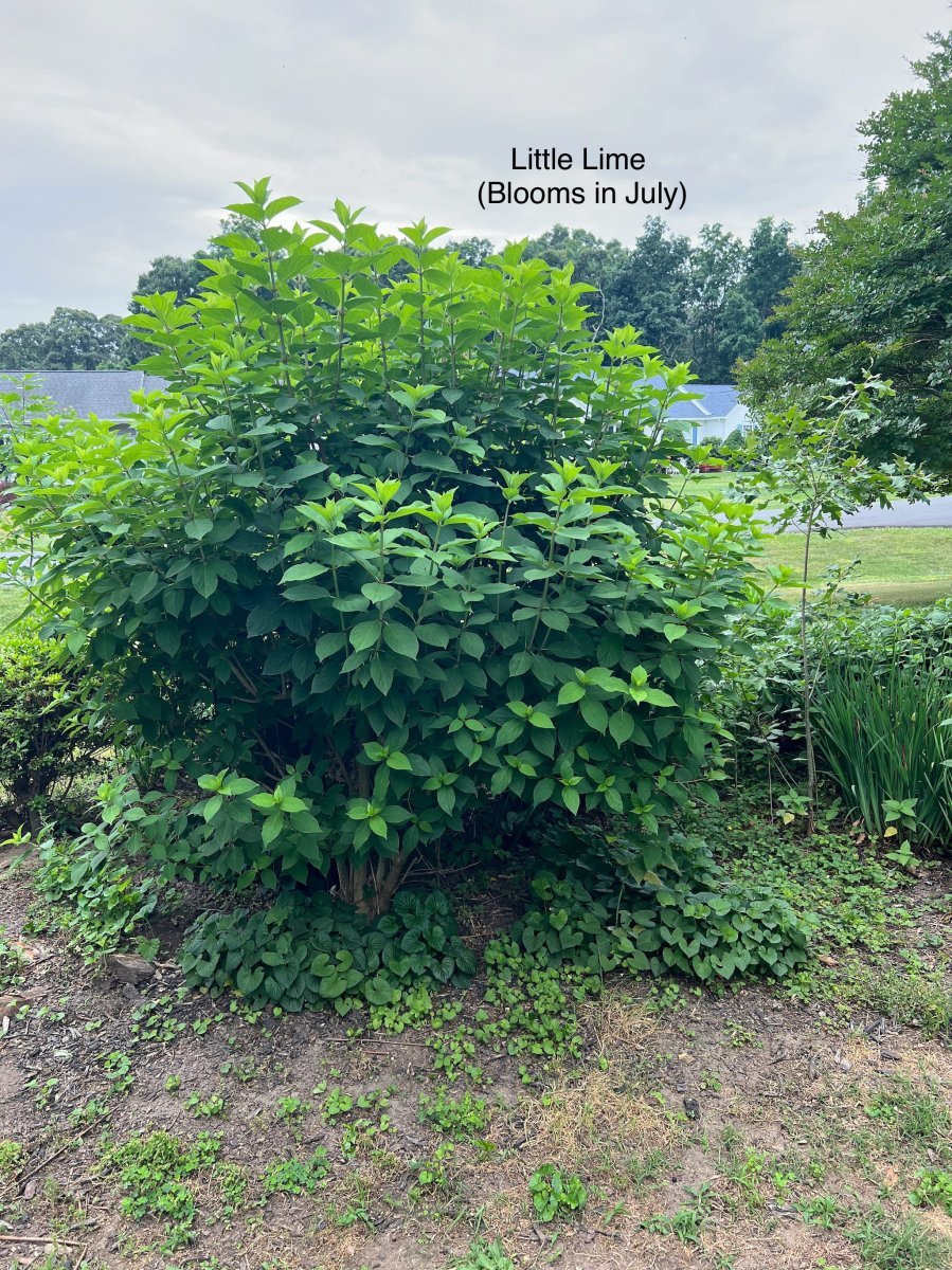 Гортензия Литл Лайм метельчатая - фото 10