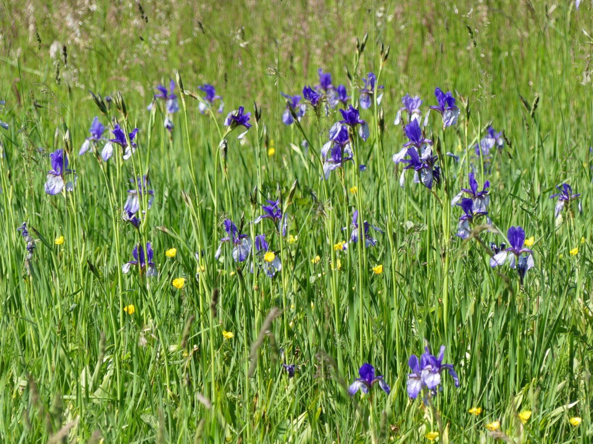 Ирис сибирский - фото 7