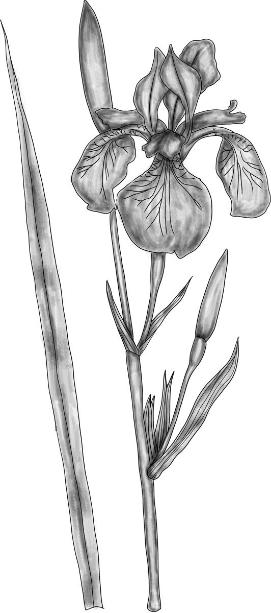 Ирис сибирский - фото 10