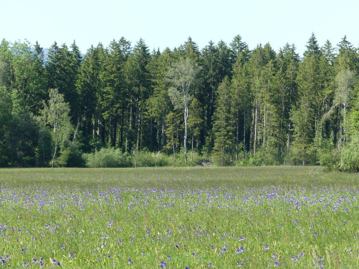 Ирис сибирский - фото 6